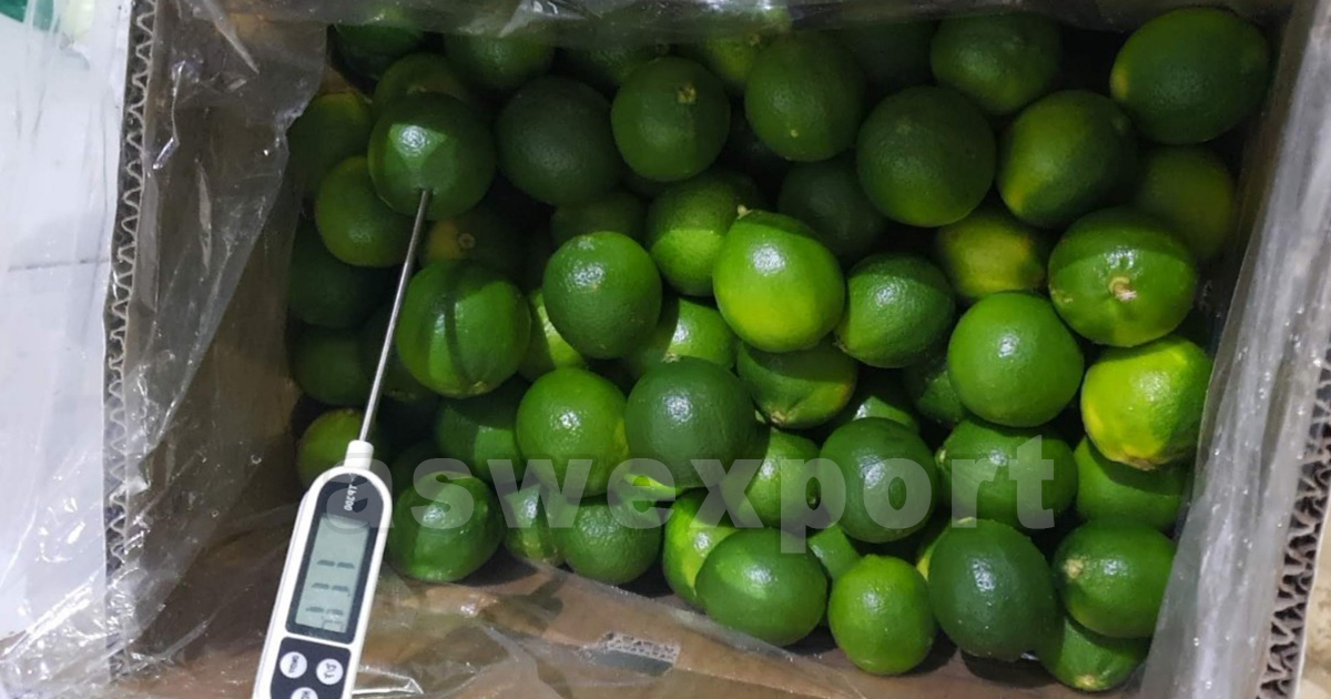Vietnamese seedless limes in export carton undergoing temperature inspection for quality control
