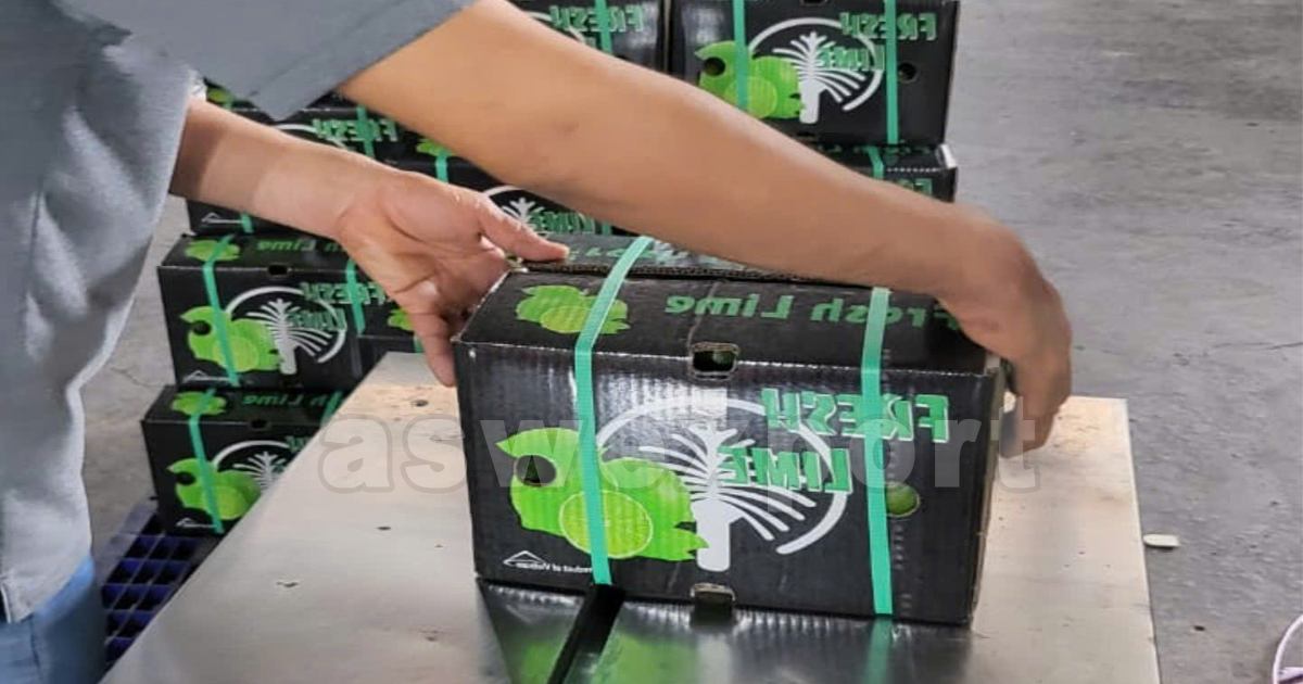 Packing Vietnamese seedless limes into branded export cartons at processing facility