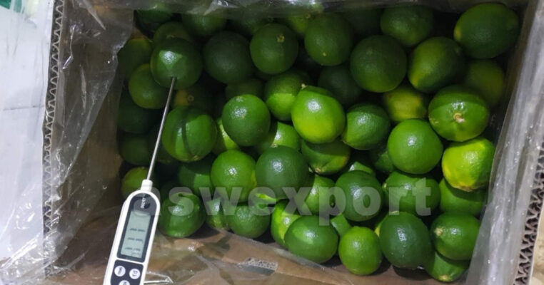 Vietnamese seedless limes in export carton undergoing temperature inspection for quality control
