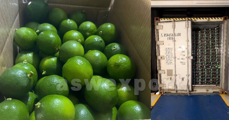 Fresh Vietnamese seedless limes neatly packed inside cardboard box for export