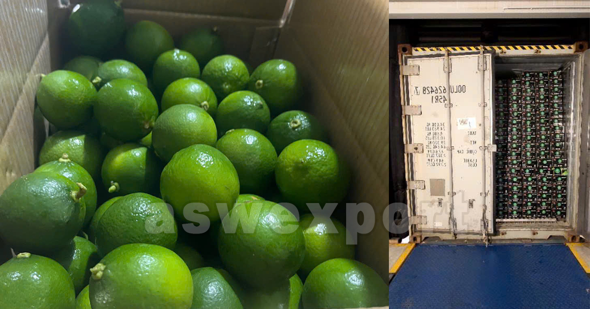 Fresh Vietnamese seedless limes neatly packed inside cardboard box for export